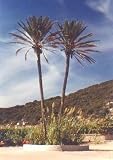 True Date Palm 15 Seeds - Phoenix dactylifera