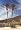 True Date Palm 15 Seeds