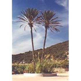 True Date Palm 15 Seeds