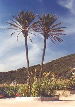 True Date Palm 15 Seeds