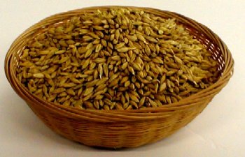 Organic Sprouting Seeds Barley for Barley Grass 5 lbs by The Sprout House