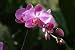 Potinabar Flower - 24