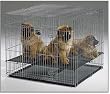 Puppy Playpen - 36" L x 24" W x 30" H - Midwest Home for Pets