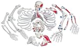 3B Scientific Disarticulated Human Skeleton