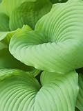 Piedmont Gold hosta leaves Photographic Poster Print by Clive Nichols, 12x16