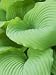 Piedmont Gold hosta leaves Photographic Poster Print by Clive Nichols, 12x16