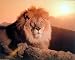 Ron Kimball Lion Sunset Wild Animal Art Poster Print - 20
