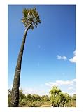 Lala Palm, Northern Tuli Game Reserve, Botswana Photographic Poster Print by Roger De La Harpe, 12x16
