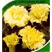 Angel's Trumpet Double Cream 10 Seeds - Datura