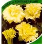 Angel's Trumpet Double Cream 10 Seeds - Datura