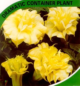 9GreenBox - Angel's Trumpet Double Cream - 10 Seeds 9GreenBox - Angel's Trumpet Double Cream - 10 Seeds