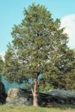 Juniperus virginiana: Eastern Red Cedar Seeds
