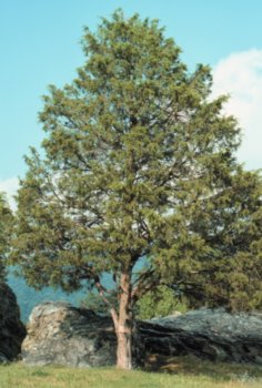 Juniperus virginiana: Eastern Red Cedar Seeds
