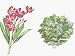 Close-Up of Oleander Flowers (Nerium Oleander) Photographic Poster Print, 18x24