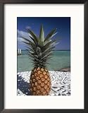 Pineapple, Bacalar, Mx Framed Photographic Poster Print by Dratch & Beringer, 17x21