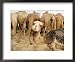 A Baby Camel Stands by as Older Ones Feed Near the Mauritanian Capital Nouakchott Fra...