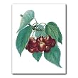 Les Cerises - Gift Enclosure Cards (set of 12)