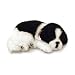 Perfect Petzzz Border Collie