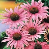 Pink Coneflower