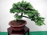 Pinyon Pine Tree 10 Seeds Pinus edulis Bonsai SALE* 417ZeyKrsKL. SL160 Pinyon Pine Tree 10 Seeds Pinus edulis Bonsai SALE*