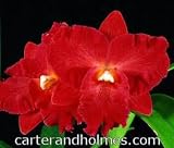 Hasegawara Red Stella 'Hawaii' AM/AOS