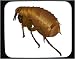 Mouse Pad with insect, biter, pest, biting, jumping, arthropod, blood-sucker, parasite, flea, animal, manniskoloppa