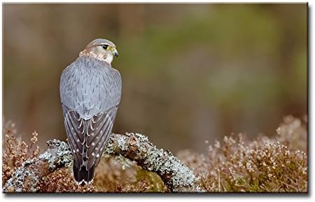 So Crazy Art® Wall Art Painting Pigeon Hawk Stand In Branch Pictures Prints On Canvas Animal The Picture Decor Oil For Home Modern Decoration Print