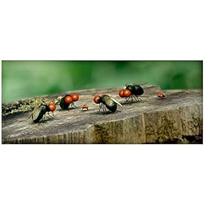 Minuscule, la vallée des fourmis perdues [Combo Blu-ray + DVD]