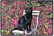 Black Cat in the Rose Garden Felines Kittens Doormat Rug Mat