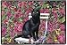 Black Cat in the Rose Garden Felines Kittens Doormat Rug Mat