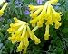Yellow Bleeding Heart 20 Seeds - Corydalis lutea -SHADE