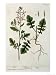 Rocket, Plate 242 from A Curious Herbal, Published 1782 Art Giclee Poster Print by Elizabeth Blackwell, 18x24