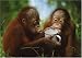 Discovery Channel Jigsaw Puzzle by Schmidt - Young Orang-utans - (1000 pieces)