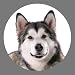 Alaskan Malamute Dog Round Keyring