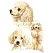 ZDISC Poodle, Apricot Car Mats (set of 2)
