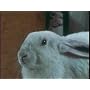 President Carter,Killer Rabbits & UFO's <b>DVD</b> ~ Denis Taaffe