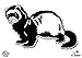 Ferret - 5