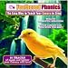 Pet Supplies : THE EASY WAY TO TEACH YOUR CANARY TO SING - Feathered Phonics CD