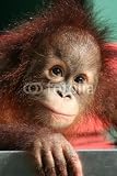 Wallmonkeys Peel and Stick Wall Decals - Cute Baby - 24