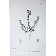 BOTANY PLANTS c1902 COMMON KNAWEL SCLERANTHUS ANNUUS