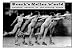 Brock's Roller World: Keeping Abreast of the Skating Scene By Wilbur Pierce. ART PRINT Size: 18 x 12 Inches Image