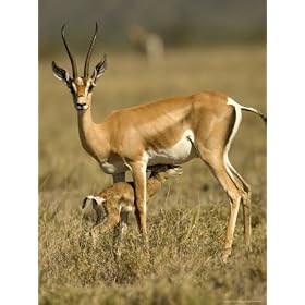 A Female Grants Gazelle Nursing Her Baby in a Field (Gazella Granti) Photographic Poster Print by Roy Toft, 30x40
