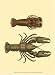 Antique Lobster III - James Sowerby Art Print Poster 10 x 13