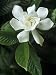 Gardenia or Cape Jasmine Flower (Gardenia Jasminoides) Photographic Poster Print by David Sieren, 18x24
