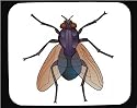 Decorated Mouse Pad with "blow fly", insect, fly, pest, arthropod, bluebottle, invertebrate, spyfluga, animal