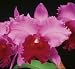 Lc Betty Monroe 'Mendenhall' AM/AOS x Lc Irene Finney