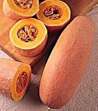 Jumbo Pink Banana Squash - 13 Seeds