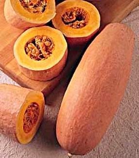 Jumbo Pink Banana Squash 13 Seeds