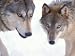 Gray Wolf in Foothills of the Takshanuk Mountains, Alaska, USA Photographic Poster Print by Steve Kazlowski, 24x18