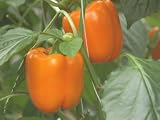 Organic Sweet Peppers, Orange Variety, Ripening in a Commercial Greenhouse (Capsicum Annuum) Photographic Poster Print by Nigel Cattlin, 12x16